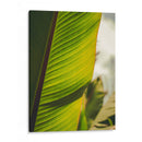 Textura de hoja - Nacifilm | Cuadro decorativo de Canvas Lab