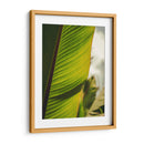 Textura de hoja - Nacifilm | Cuadro decorativo de Canvas Lab