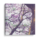 Árbol de jacaranda - mem | Cuadro decorativo de Canvas Lab