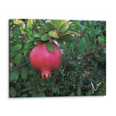 Granada en Badajoz, Extremadura, España 2019 - mem | Cuadro decorativo de Canvas Lab