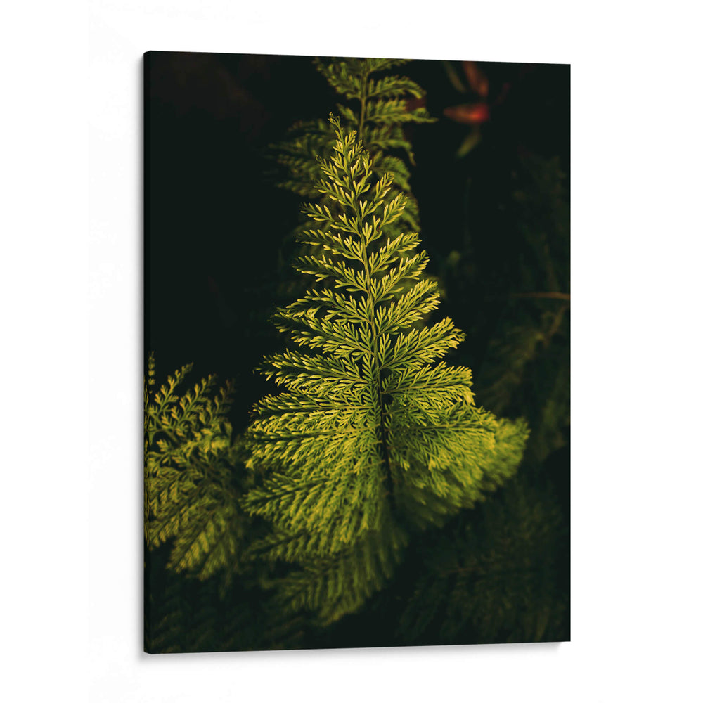 Helecho en jardín - Nacifilm | Cuadro decorativo de Canvas Lab