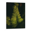 Helecho en jardín - Nacifilm | Cuadro decorativo de Canvas Lab