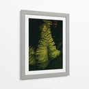 Helecho en jardín - Nacifilm | Cuadro decorativo de Canvas Lab