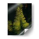 Helecho en jardín - Nacifilm | Cuadro decorativo de Canvas Lab