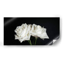 Dos rosas en fondo negro frontal - Nacifilm | Cuadro decorativo de Canvas Lab