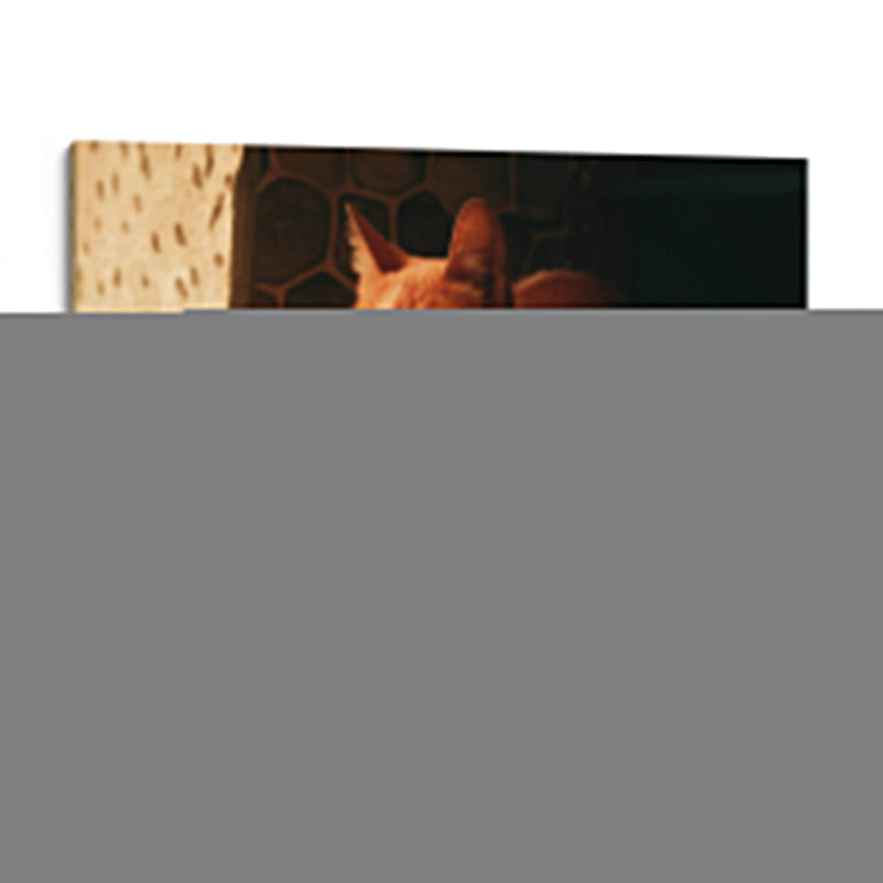 Gato con cascabel - Nacifilm | Cuadro decorativo de Canvas Lab