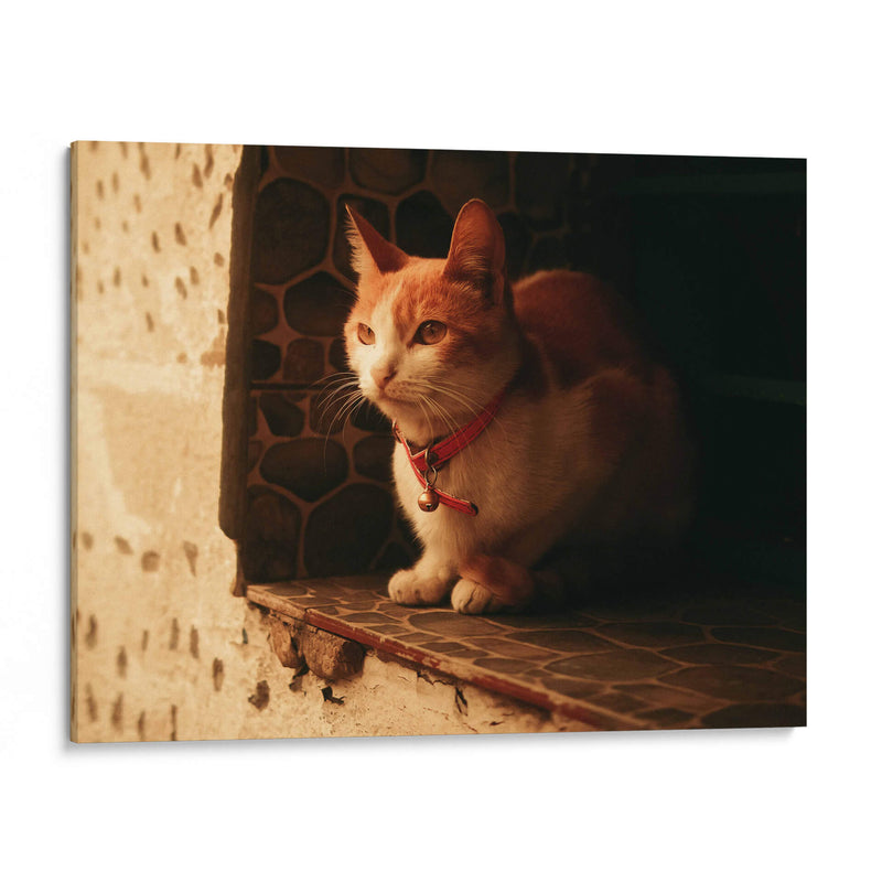 Gato con cascabel - Nacifilm | Cuadro decorativo de Canvas Lab