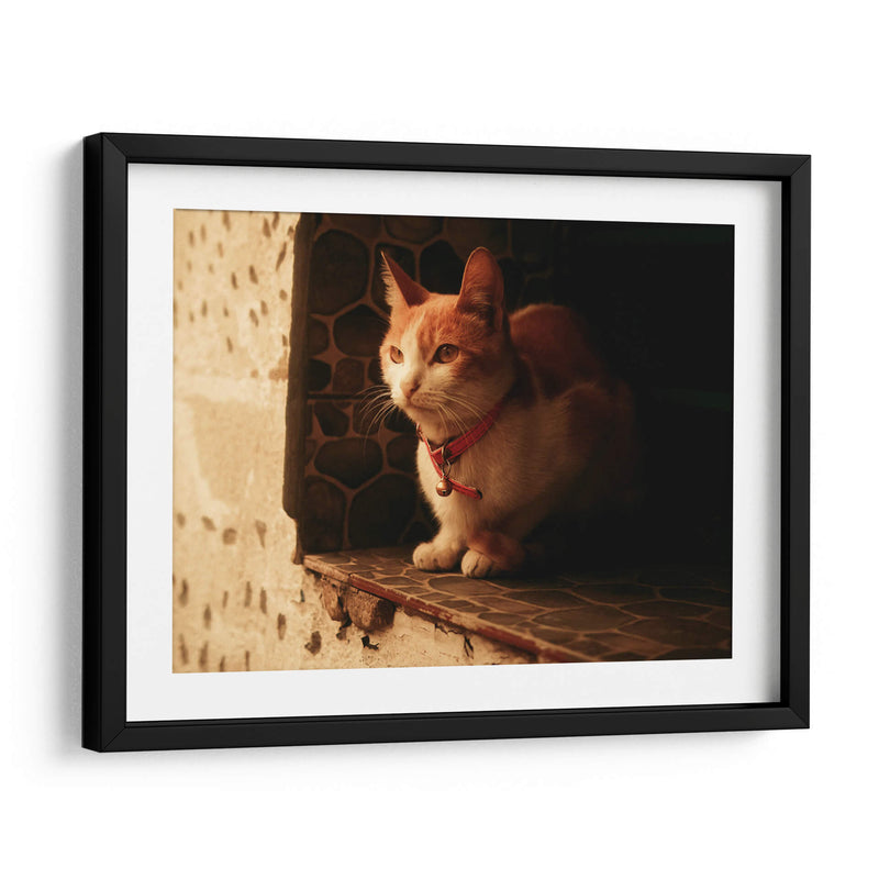 Gato con cascabel - Nacifilm | Cuadro decorativo de Canvas Lab