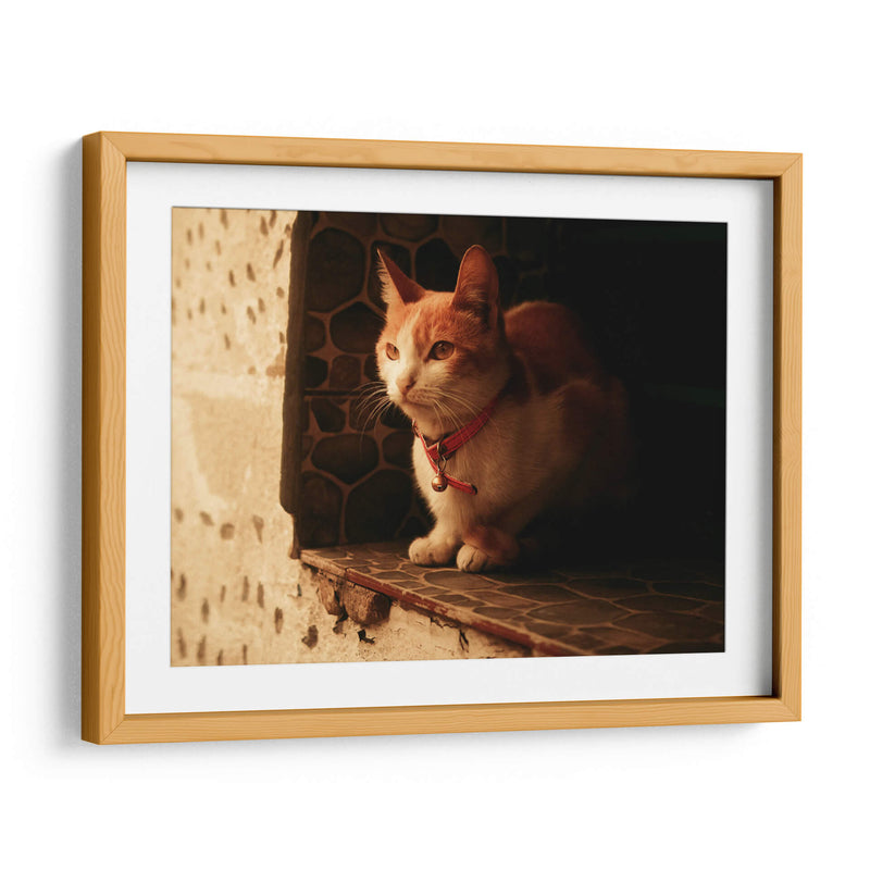 Gato con cascabel - Nacifilm | Cuadro decorativo de Canvas Lab