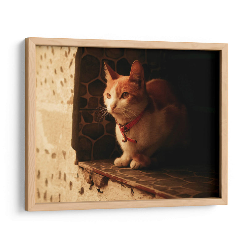 Gato con cascabel - Nacifilm | Cuadro decorativo de Canvas Lab