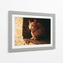 Gato con cascabel - Nacifilm | Cuadro decorativo de Canvas Lab