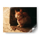 Gato con cascabel - Nacifilm | Cuadro decorativo de Canvas Lab