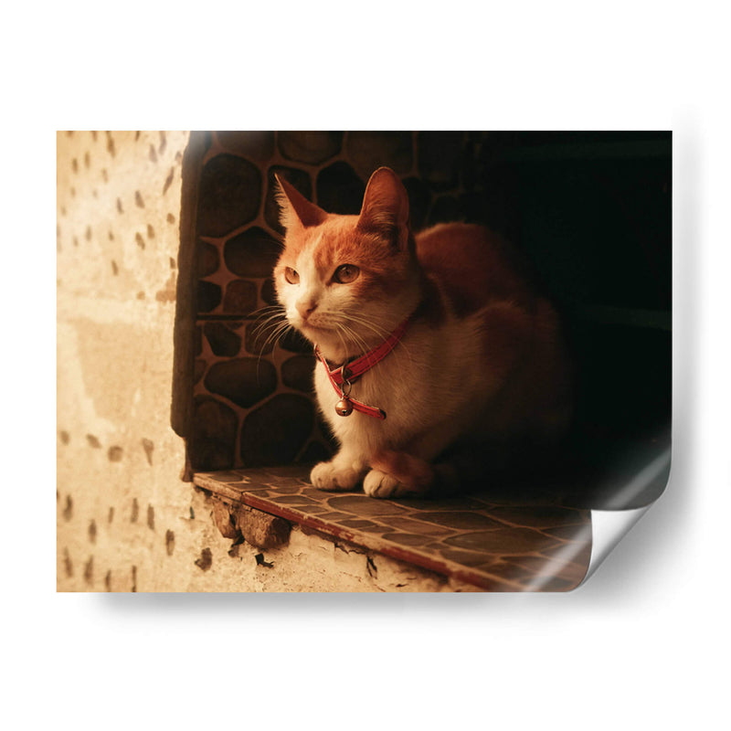 Gato con cascabel - Nacifilm | Cuadro decorativo de Canvas Lab