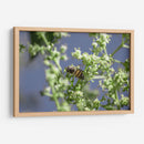 Guardian del polen. - Luis Arriaga | Cuadro decorativo de Canvas Lab