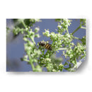 Guardian del polen. - Luis Arriaga | Cuadro decorativo de Canvas Lab