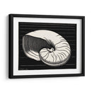 Concha - Julie de Graag | Cuadro decorativo de Canvas Lab