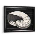 Concha - Julie de Graag | Cuadro decorativo de Canvas Lab