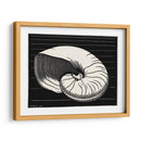 Concha - Julie de Graag | Cuadro decorativo de Canvas Lab