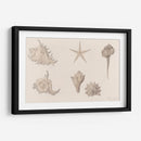 Conchas - Julie de Graag | Cuadro decorativo de Canvas Lab