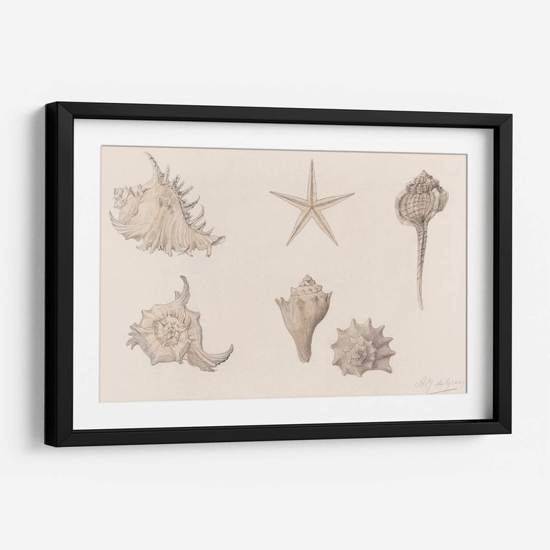 Conchas - Julie de Graag | Cuadro decorativo de Canvas Lab