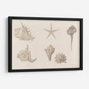 Conchas - Julie de Graag | Cuadro decorativo de Canvas Lab