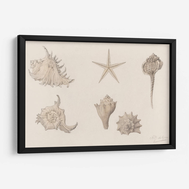 Conchas - Julie de Graag | Cuadro decorativo de Canvas Lab