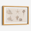 Conchas - Julie de Graag | Cuadro decorativo de Canvas Lab