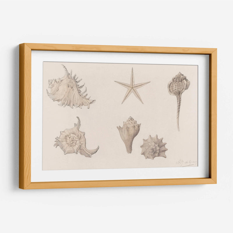 Conchas - Julie de Graag | Cuadro decorativo de Canvas Lab