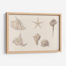 Conchas - Julie de Graag | Cuadro decorativo de Canvas Lab
