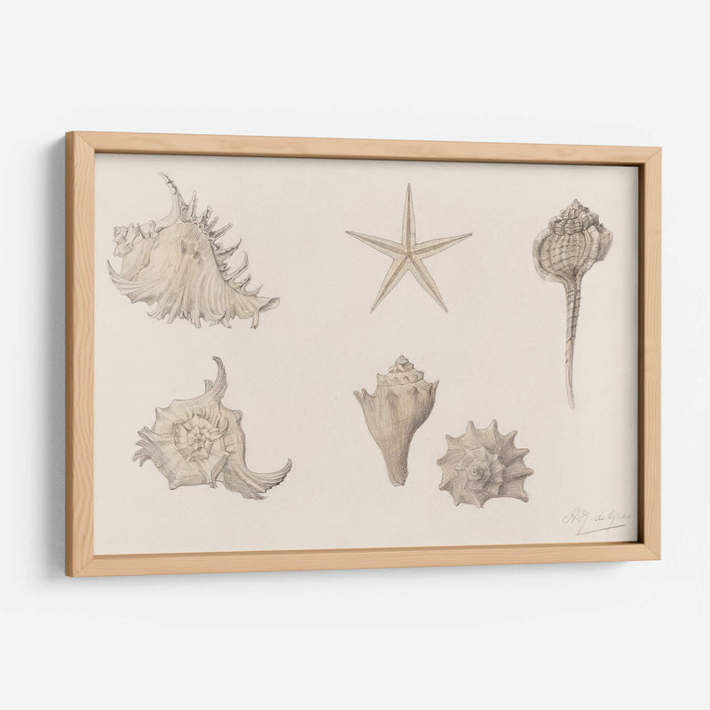 Conchas - Julie de Graag | Cuadro decorativo de Canvas Lab