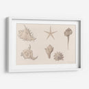 Conchas - Julie de Graag | Cuadro decorativo de Canvas Lab