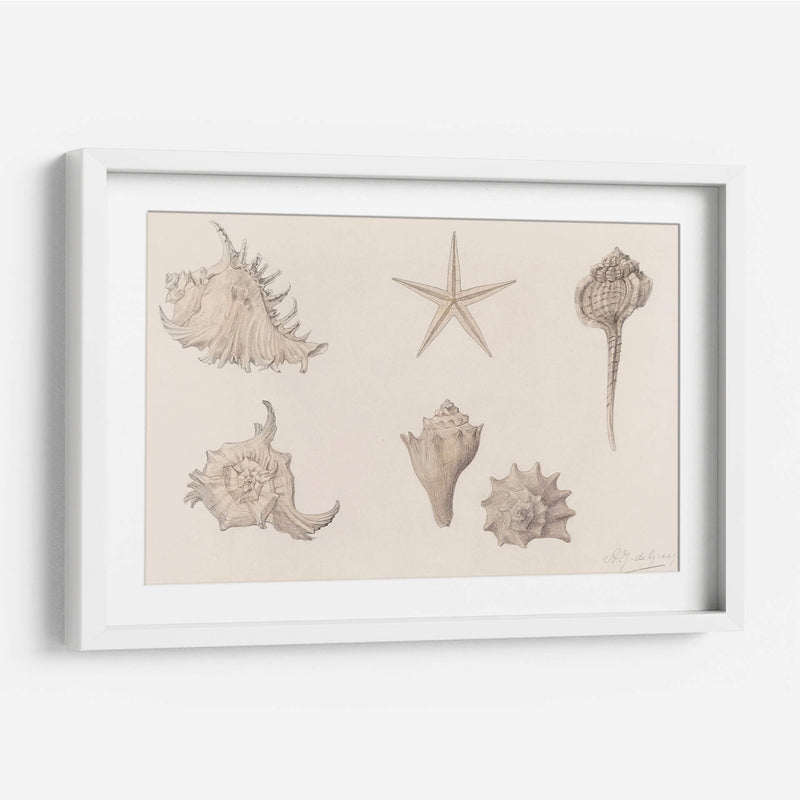 Conchas - Julie de Graag | Cuadro decorativo de Canvas Lab