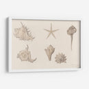 Conchas - Julie de Graag | Cuadro decorativo de Canvas Lab