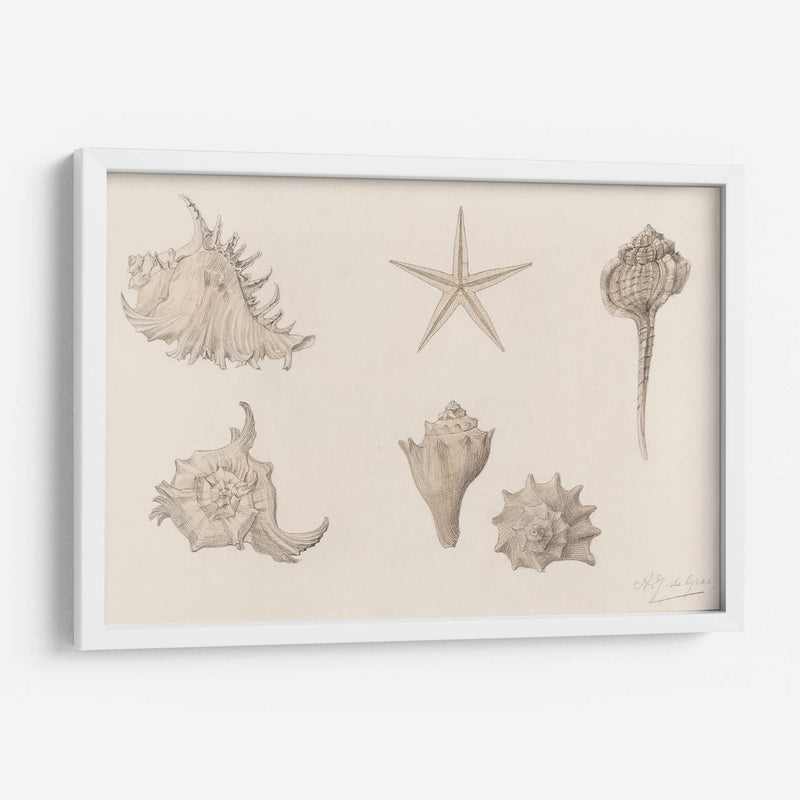 Conchas - Julie de Graag | Cuadro decorativo de Canvas Lab