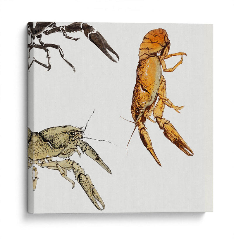 Bocetos de cangrejos de río - Julie de Graag | Cuadro decorativo de Canvas Lab