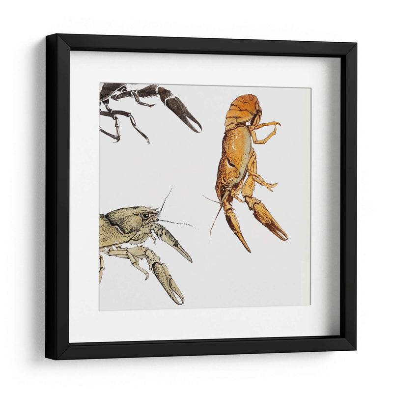 Bocetos de cangrejos de río - Julie de Graag | Cuadro decorativo de Canvas Lab