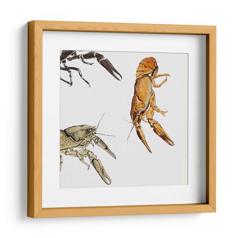 Bocetos de cangrejos de río - Julie de Graag | Cuadro decorativo de Canvas Lab