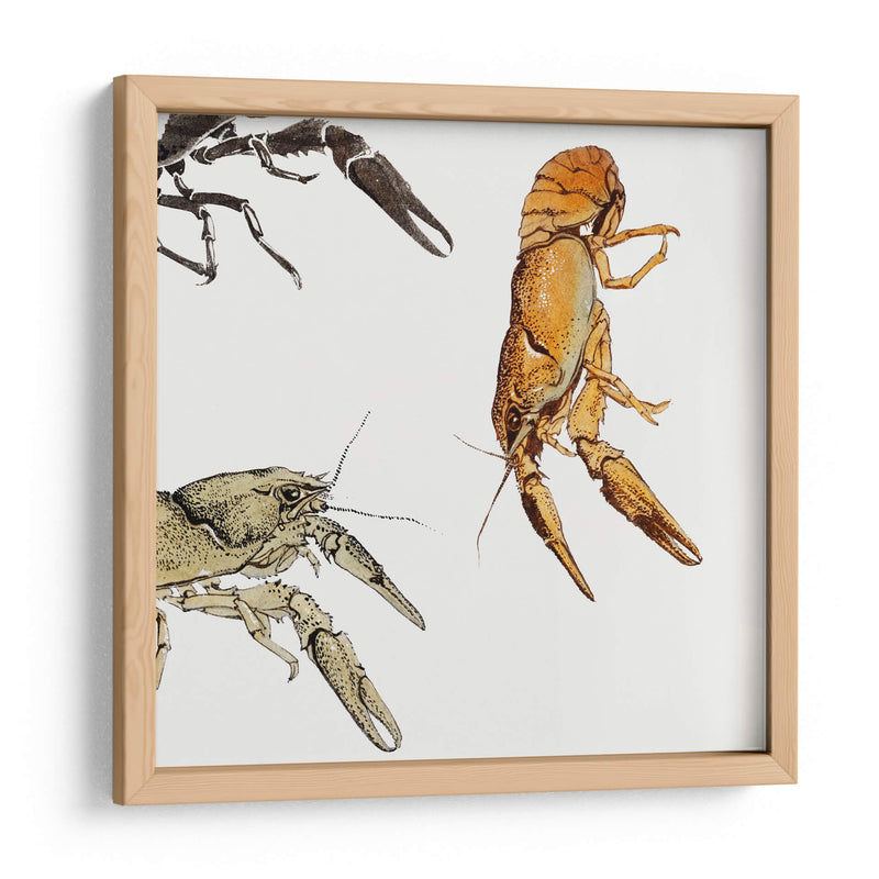 Bocetos de cangrejos de río - Julie de Graag | Cuadro decorativo de Canvas Lab
