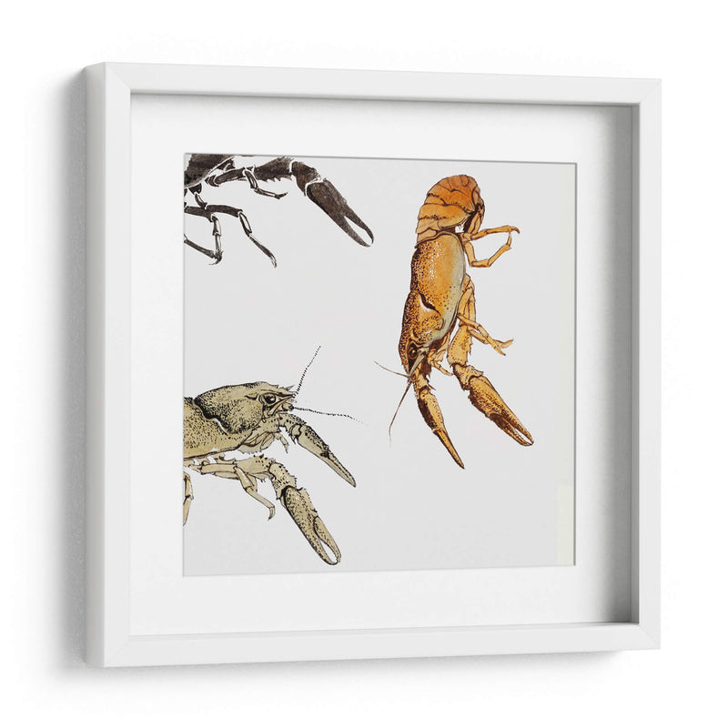 Bocetos de cangrejos de río - Julie de Graag | Cuadro decorativo de Canvas Lab