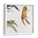 Bocetos de cangrejos de río - Julie de Graag | Cuadro decorativo de Canvas Lab