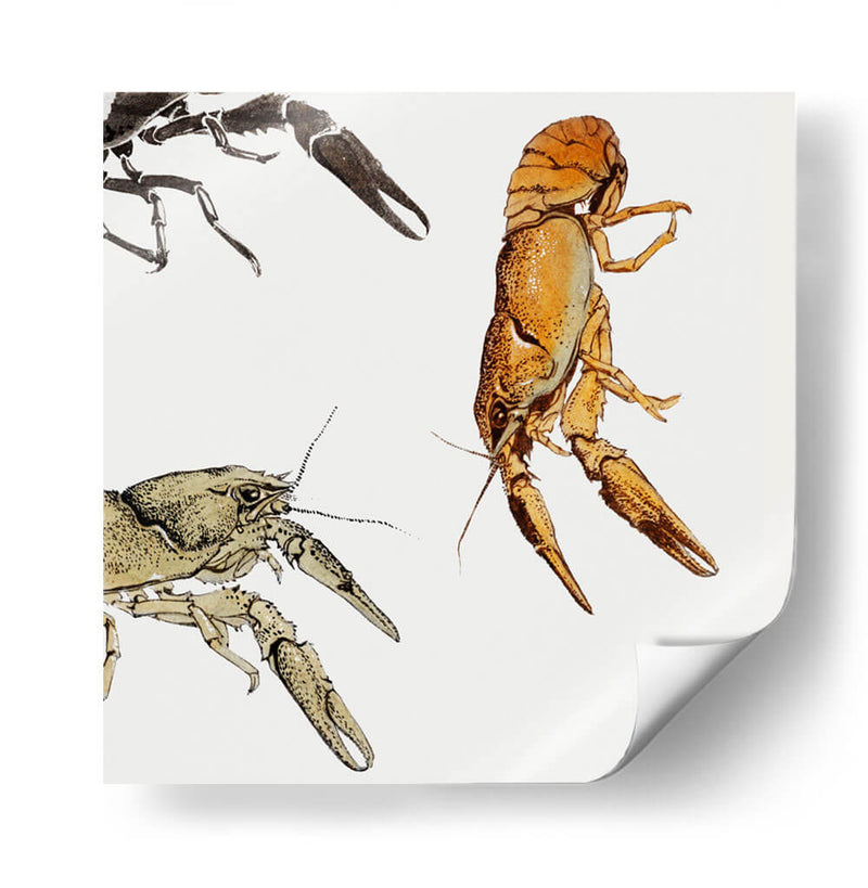 Bocetos de cangrejos de río - Julie de Graag | Cuadro decorativo de Canvas Lab