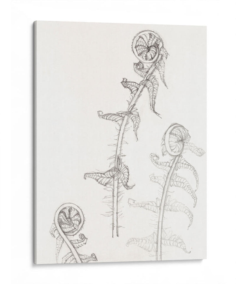 Bocetos de frondas - Julie de Graag | Cuadro decorativo de Canvas Lab