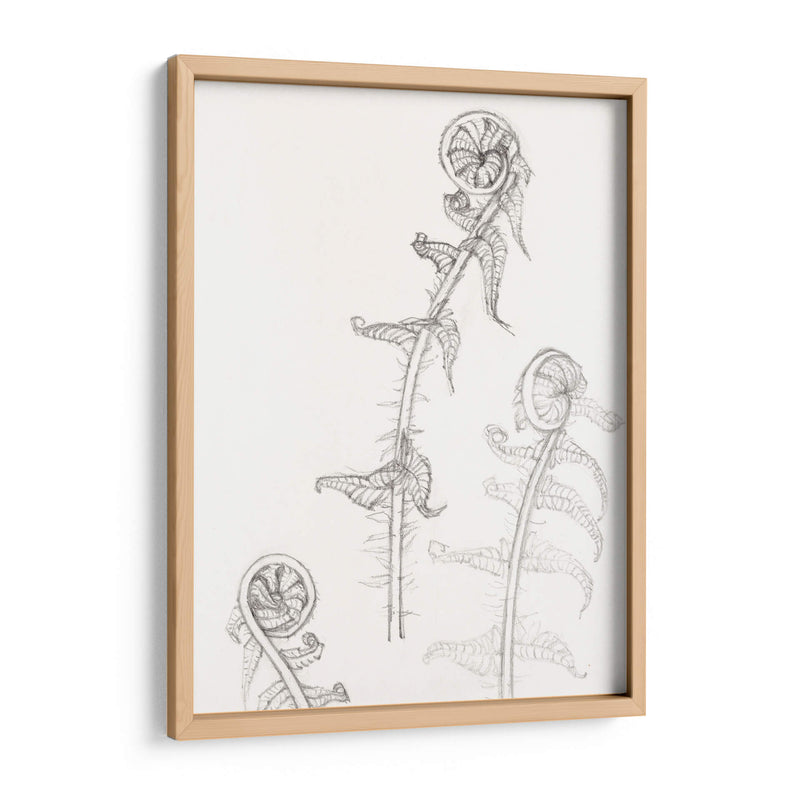 Bocetos de frondas - Julie de Graag | Cuadro decorativo de Canvas Lab