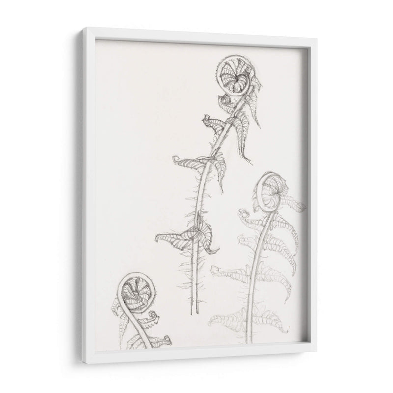 Bocetos de frondas - Julie de Graag | Cuadro decorativo de Canvas Lab