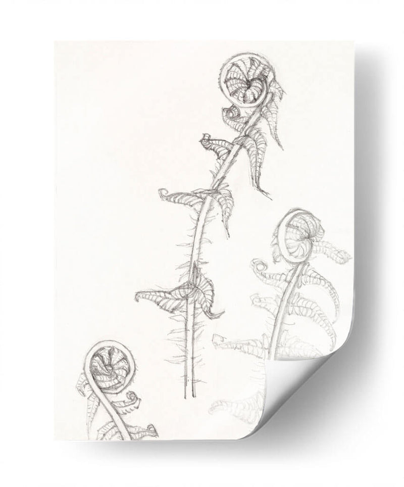 Bocetos de frondas - Julie de Graag | Cuadro decorativo de Canvas Lab