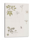 Bocetos de madera, anémona y violeta dulce - Julie de Graag | Cuadro decorativo de Canvas Lab