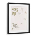 Bocetos de madera, anémona y violeta dulce - Julie de Graag | Cuadro decorativo de Canvas Lab