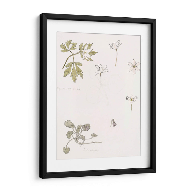 Bocetos de madera, anémona y violeta dulce - Julie de Graag | Cuadro decorativo de Canvas Lab