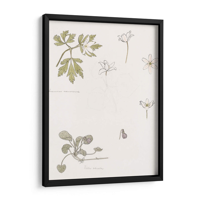 Bocetos de madera, anémona y violeta dulce - Julie de Graag | Cuadro decorativo de Canvas Lab