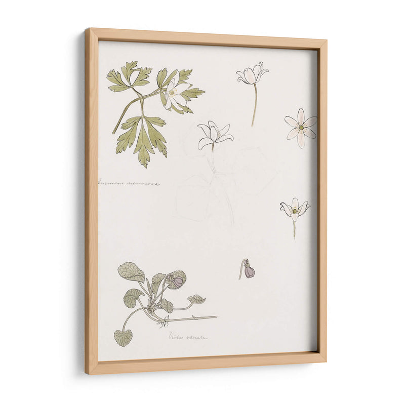 Bocetos de madera, anémona y violeta dulce - Julie de Graag | Cuadro decorativo de Canvas Lab